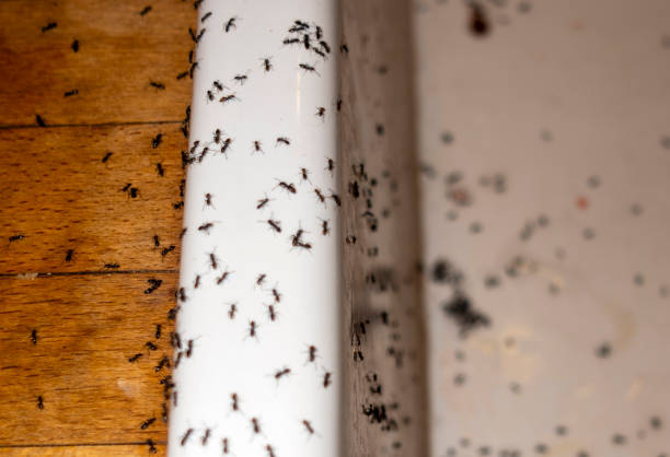 Best Commercial Pest Control Services  in Daleville, IN
