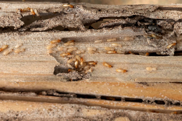 Wildlife Control Services in Daleville, IN