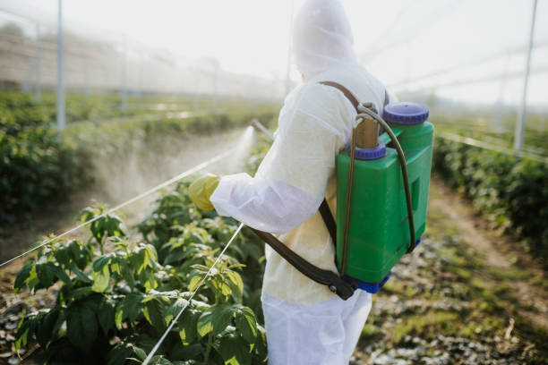 Best Termite Control Services  in Daleville, IN